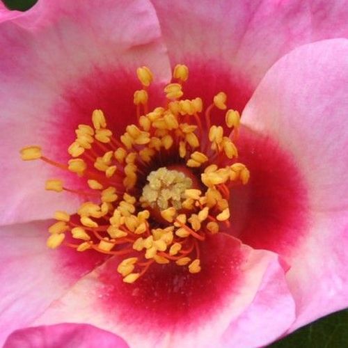 Rosa Bright as a Button - rosa de fragancia discreta - Árbol de Rosas Flor Simple - rosal de pie alto - rosa - Christopher H. Warner- forma de corona tupida - Rosal de árbol con una multitud de flores planas de pocos pétalos.